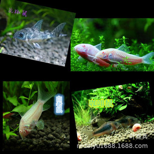 �Ꭷ�^�p�~���l���~ ���󿧷��󻨽���ח��~�坍�~