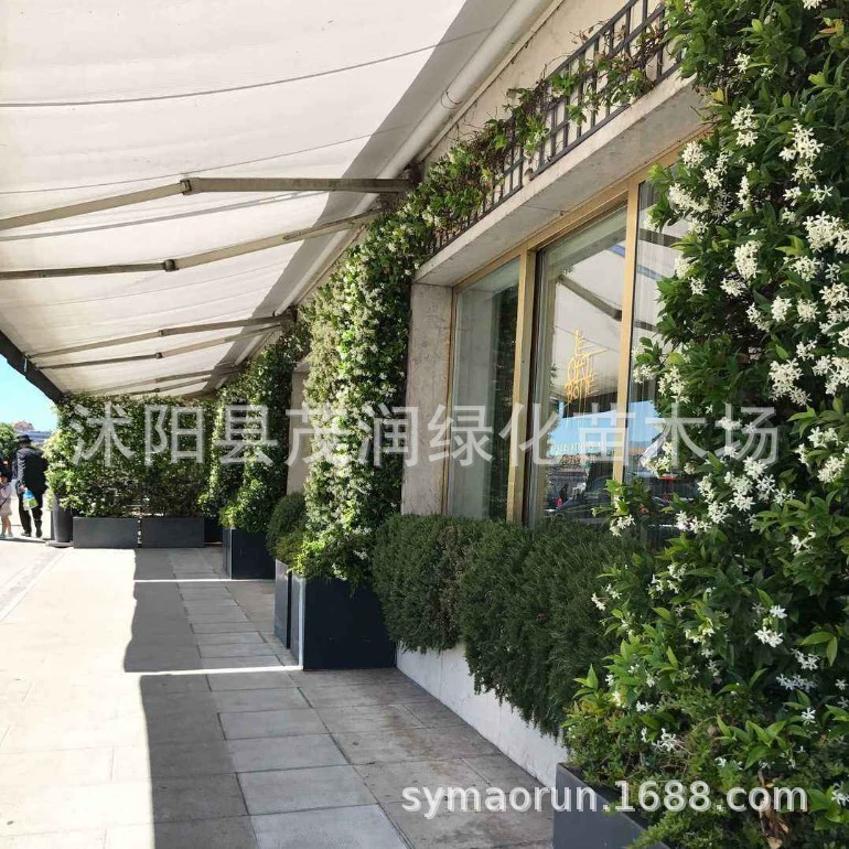 Вьющиеся растения Стена для плюща Вертикальное озеленение Горшечная лоза Лоза Юньсян Серебряная Жасмин Ветряная мельница Жасмин