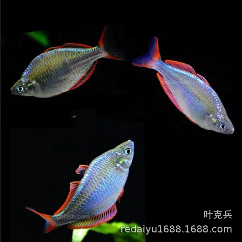 Тропические декоративные рыбы оптом электрическая русалка тонкие губы Радуга Серебряная рыба Хан плавательная рыба