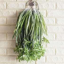 厂家批发海葵叶吊兰草植物墙配材仿真白边草兰花科壁挂金边吊兰