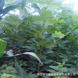 ɽ�|��ͩ����G����ľ�е��c�Y�ļ�����ͥԺ�^�p�����h�������՚�