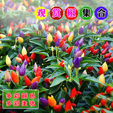 多彩观赏椒种子种苗五彩子弹头变色朝天椒可食用家庭阳台盆栽观赏