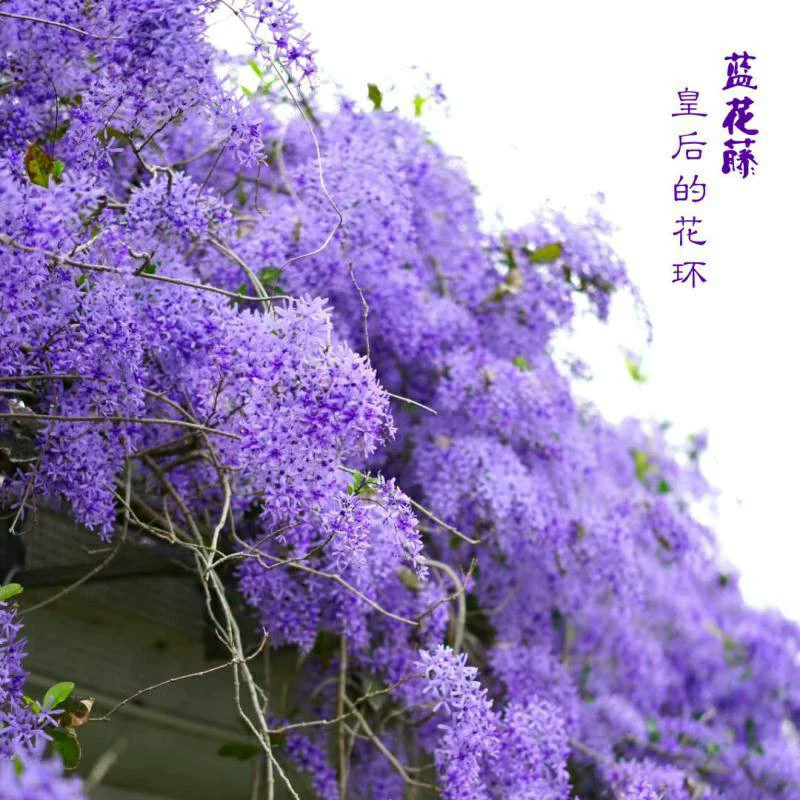 905 база поставляет синие цветочные виноградные лозы высотой 0,1-3 метра