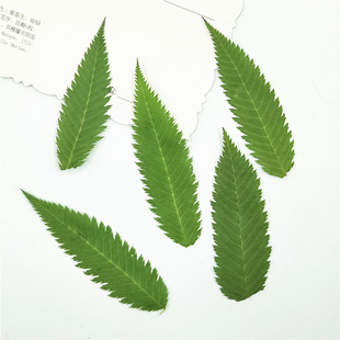 Snow willow leaf dried flower leaf bookmark real leaf real flower leaf sticker plant specimen face decoration petal makeup