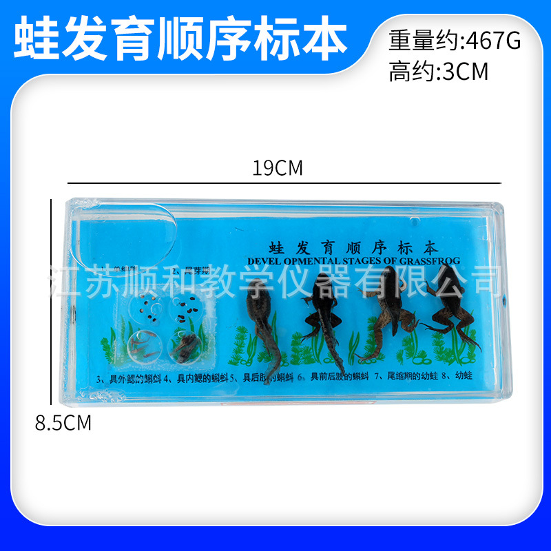 蛙发育顺序标本生物实验标本J43006 小学科学实验 蛙发育顺序标本