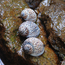 �B���� DIY���N�b���~�׵�̨ ��Y���к��L��Ҿ��b� С����ؐ��