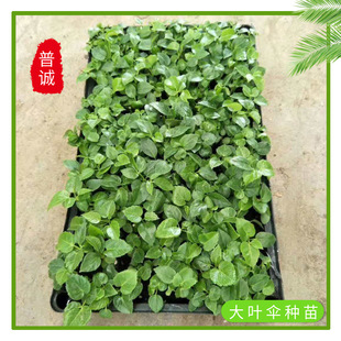 �S�����l���|���~�������Ի����҃ȳ��G�^�~ֲ���ă����՚�Gֲ