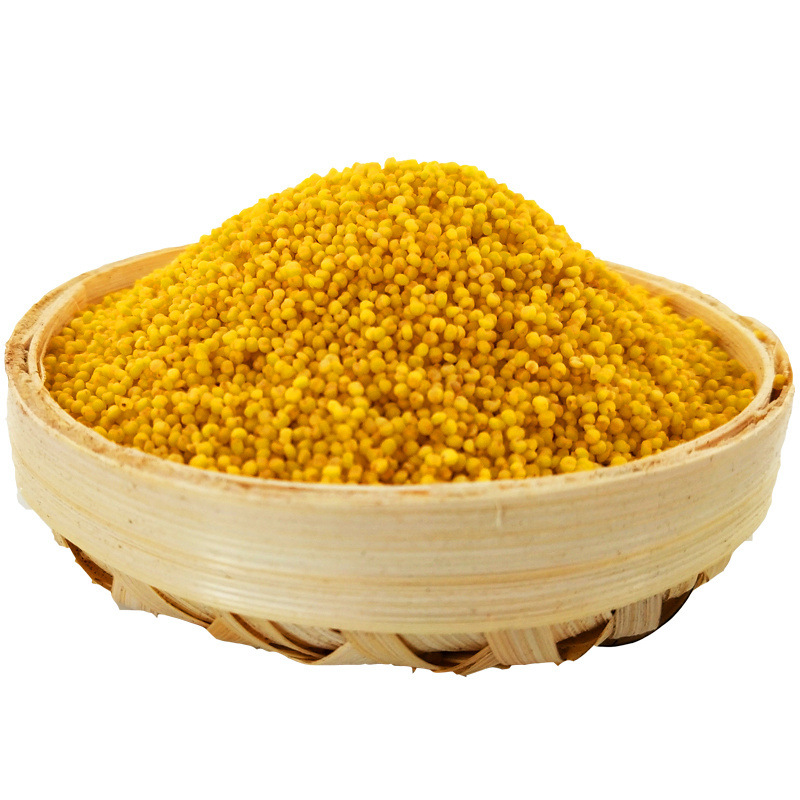 Shanxi specialty Ooze yellow 2024 Millet 5 Manufactor Straight hair wholesale The month edible Yellow rice
