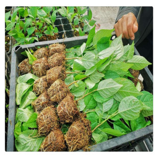 ����������ľ�� ��������̖������ľ ��Y�� ������ʮ��������ľ