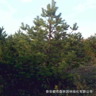 ��������۾G���@�ֹ��� ���ɘ��� ���ɘ� Ҏ���Rȫ ����ă�
