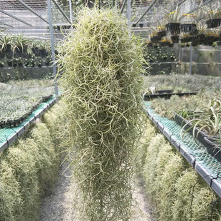 ֱ���՚��P��o��ֲ������횿՚�����}���ڵ����҃ȴ����Gֲ����