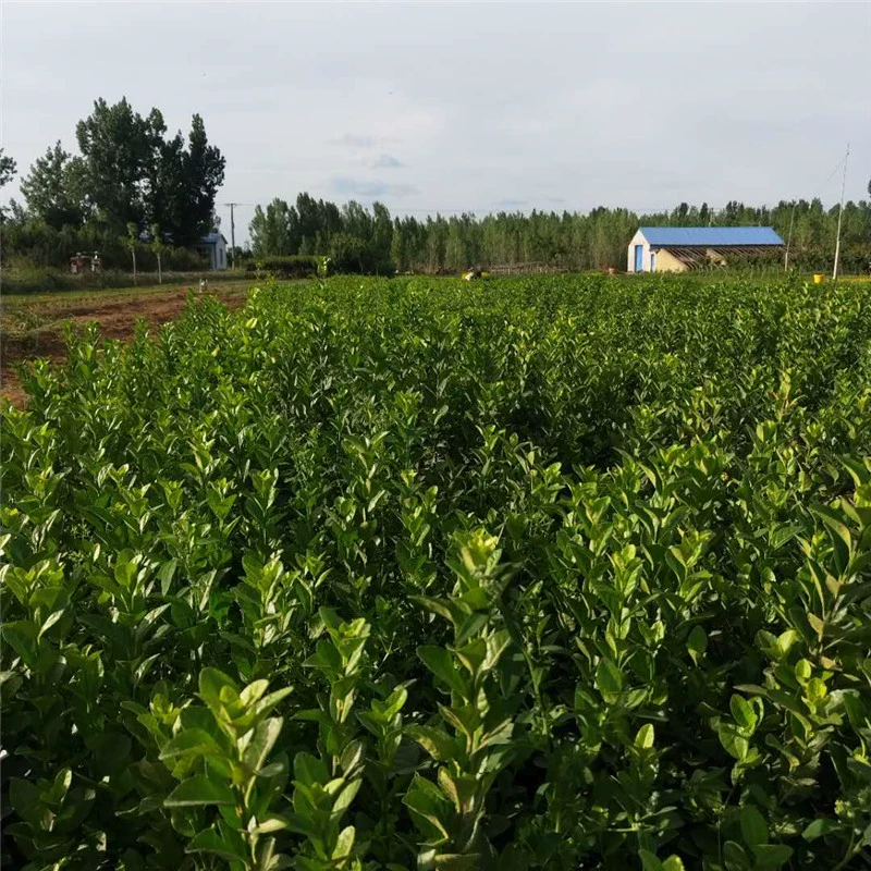 Зеленая рассада База Продает Берескета Виноградная лоза Саженцы Вертикально Берескета Виноградная лоза Рассада