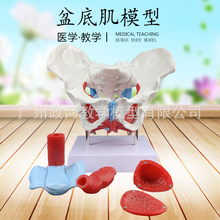 Ů�Թ��輡��ģ�ͼ���׼�ģ���ӹ�ģ����Ƿ���������ѧҽѧģ��