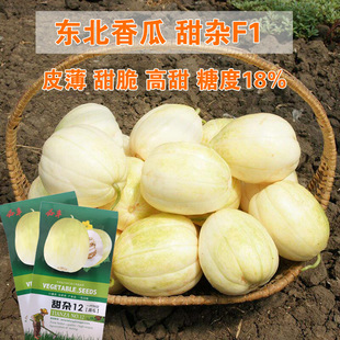 ��ϷN�����l ��ȿ������ֹϷN������ɿ� �߲˷N���ļ����N