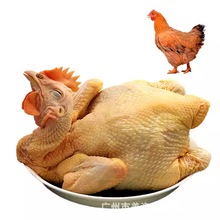 佳潤黃油雞 烤雞 土雞鹽焗雞花雞化雞燒烤烤熬湯雞白切雞 44斤/件