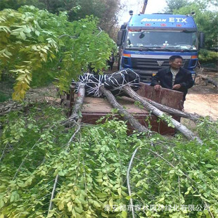 ɽ�|���~�ܹ����G����ľ ���~�� ���~�ܘ��� ���~��ľ���󃞻�