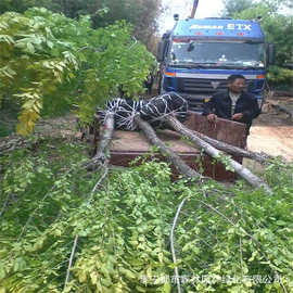 山东金叶榆供应绿化苗木 金叶榆 金叶榆树苗 金叶树木量大优惠