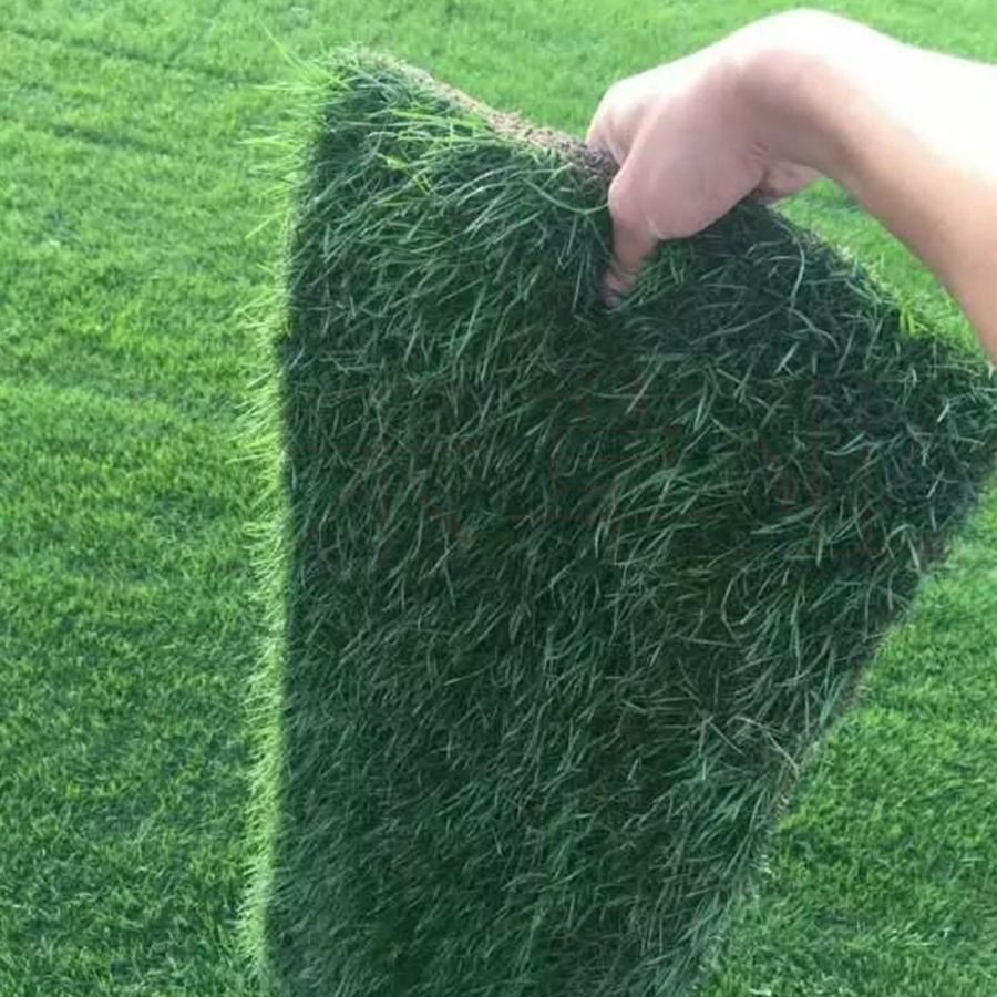 四季常青草坪卷高羊茅真草皮卷百慕大真草坪草卷果岭草矮生草坪卷