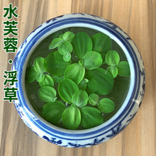 ˮ���쾰 ˮܽ�� ˮ�|����ˮɏ��ˮ���ˮ��~�׸�Ƽ���wֲ�︡��