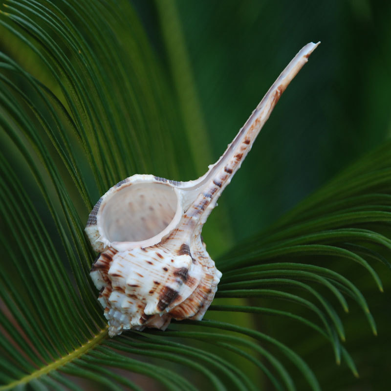 Pipe snails, marine life specimens, wholesale, natural fish tank decorations, aquarium landscaping base decorations, and conch shell snails.