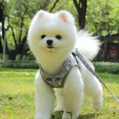 Cross-border new pet harness reflective breathable dog leash small dog vest style pet leash