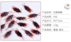 Simulation cockroach