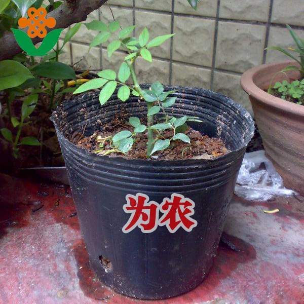 Black disposable plastic big tea cup