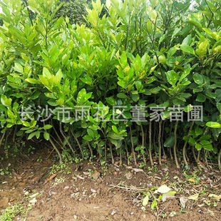 ���� ���Ә�С�� �㙴С�� ����С�� ���l