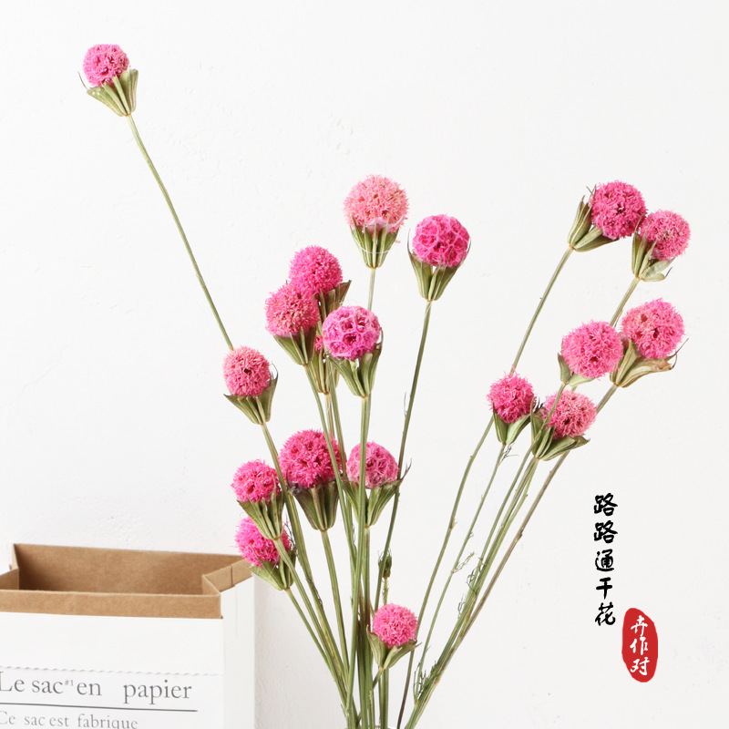 Luantong flor seca fruta de arce flor eterna fruta seca luantong decoración del hogar arte arreglo floral flor seca al por mayor