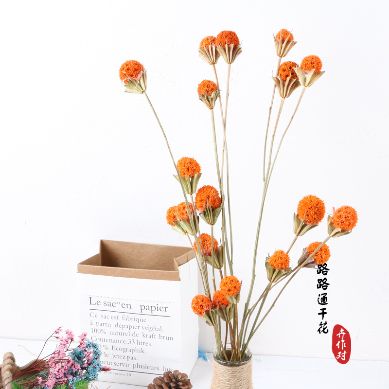 Luantong flor seca fruta de arce flor eterna fruta seca luantong decoración del hogar arte arreglo floral flor seca al por mayor