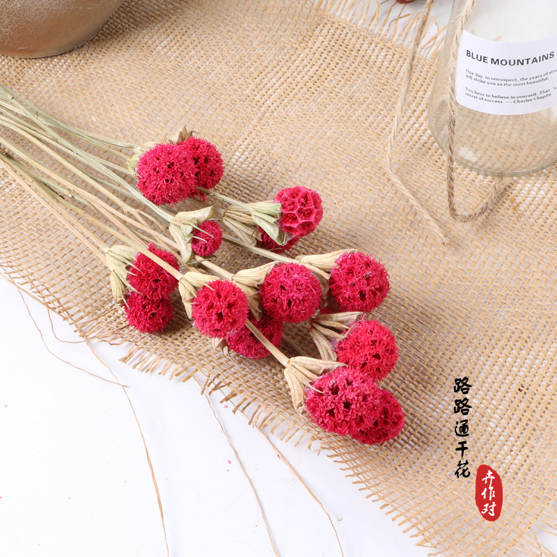 Luantong flor seca fruta de arce flor eterna fruta seca luantong decoración del hogar arte arreglo floral flor seca al por mayor