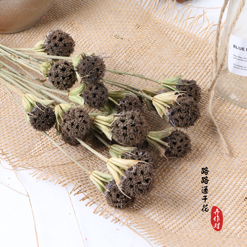 Luantong flor seca fruta de arce flor eterna fruta seca luantong decoración del hogar arte arreglo floral flor seca al por mayor