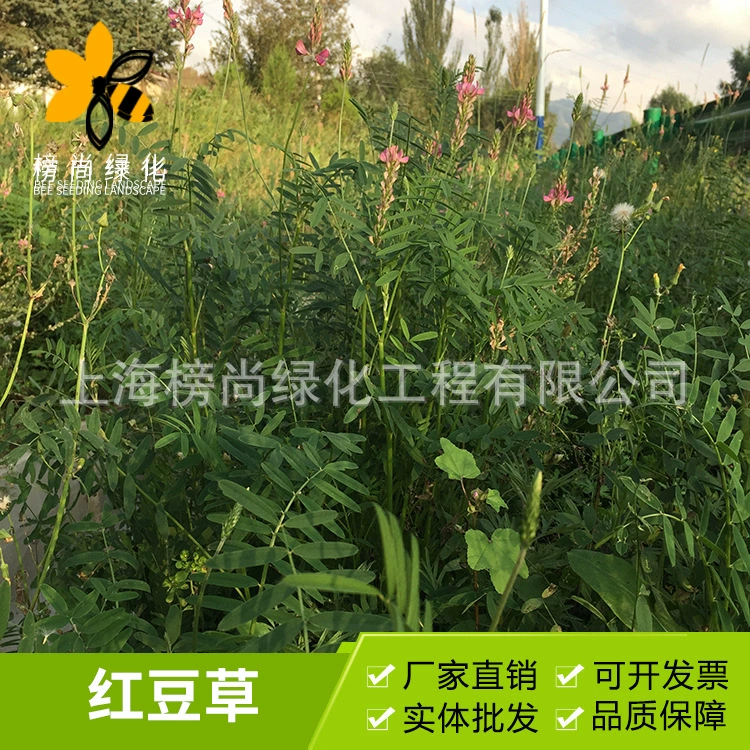 Красной фасоли семян кормовых Королева высокое качество зеленого навоза кормовых трав семян ослиной фасоли легкое прорастание питательных семян трав