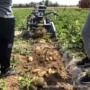机手土豆机地瓜收获机