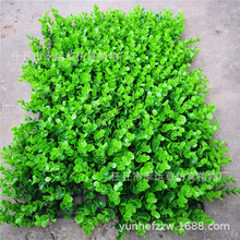 ������X�~��ƺ ���~�ȼ�����ƺ �������~ʲ�\��Ƥ �پGֲ�