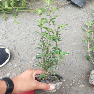 ���l���| С���С��  �@�־G�� ��ľ���� С��𼬴�