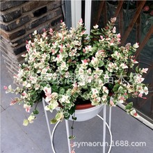 室内盆栽绿植花卉黄金络石花叶络石金叶络石盆栽颗络石藤