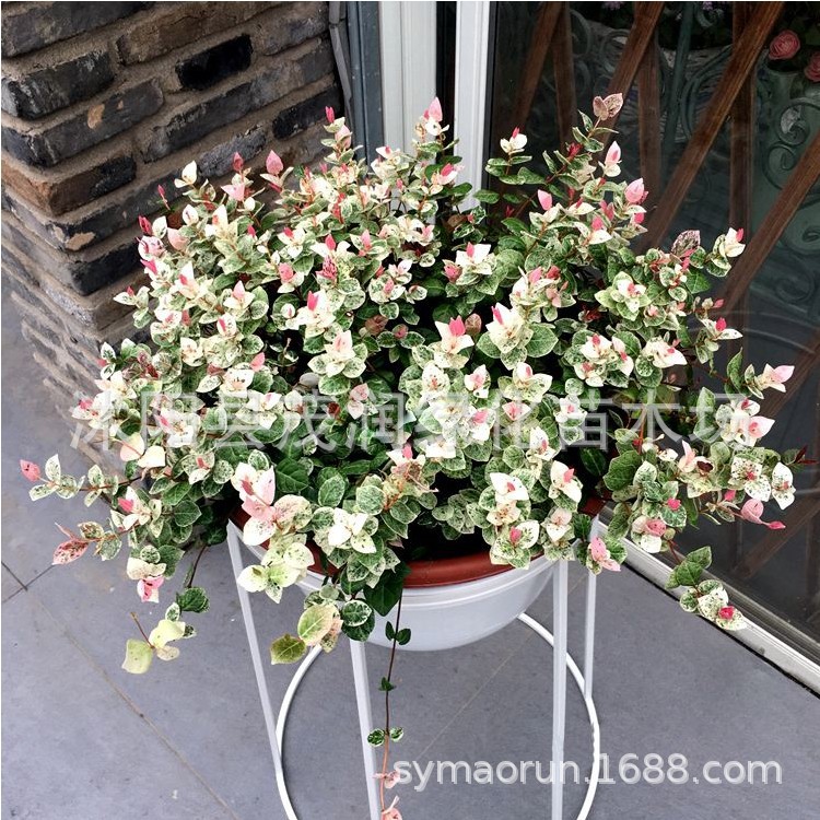 室内盆栽绿植花卉黄金络石花叶络石金叶络石盆栽颗络石藤