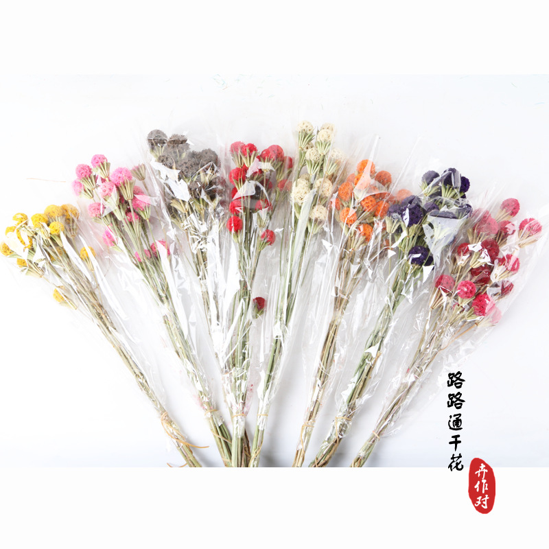 Luantong flor seca fruta de arce flor eterna fruta seca luantong decoración del hogar arte arreglo floral flor seca al por mayor