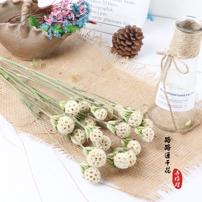 Luantong flor seca fruta de arce flor eterna fruta seca luantong decoración del hogar arte arreglo floral flor seca al por mayor