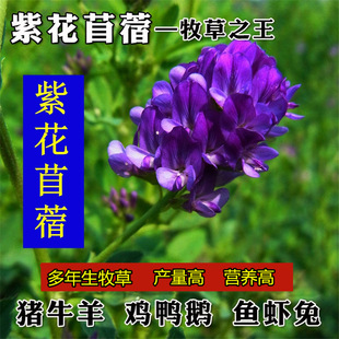 ���Ӣ�N�Ӽt����ʳ��Ұ�˹��@�B����Դ�G��ֲ���ϻ���ޣ���ݷN��