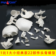 ���w22�����ɲ���^�B��ģ�����w��ɫ���t�^�ǽ̌W ���g��ǻ��