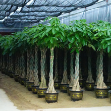 ҃Ȼ 辰ֲ lؔ ͏d⻨ ;Gֲ ՚