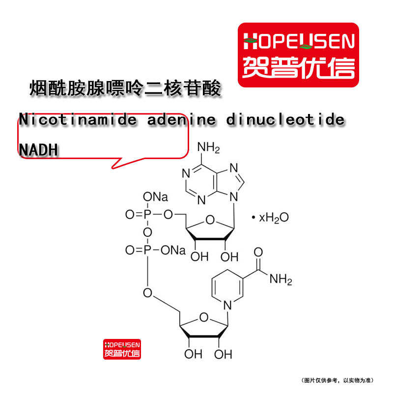 烟酰胺腺嘌呤二核苷酸 NADH 还原型辅酶Ⅰ