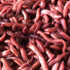 紅蚯蚓魚餌批發垂釣餌料釣魚蚯蚓盒裝活體大平二號江浙滬皖免郵