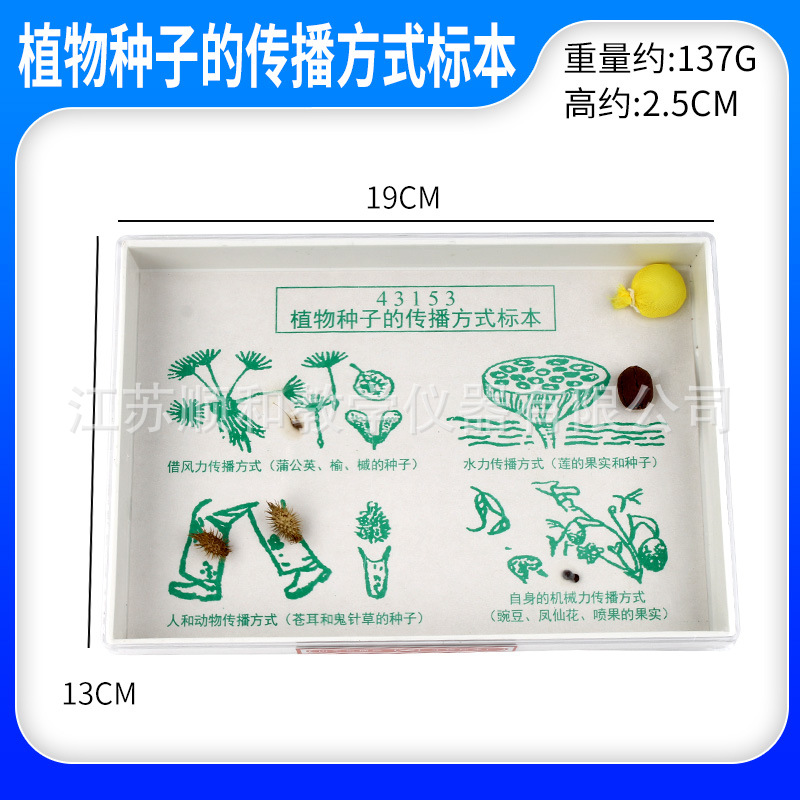 植物种子传播方式标本43153实验器材教学演示标本