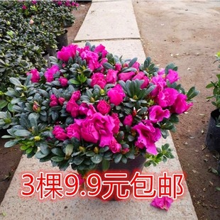 �������ļ��_�����N���������҃�ͥԺֲ��ӳɽ�t�Gֲ�����ͷ���