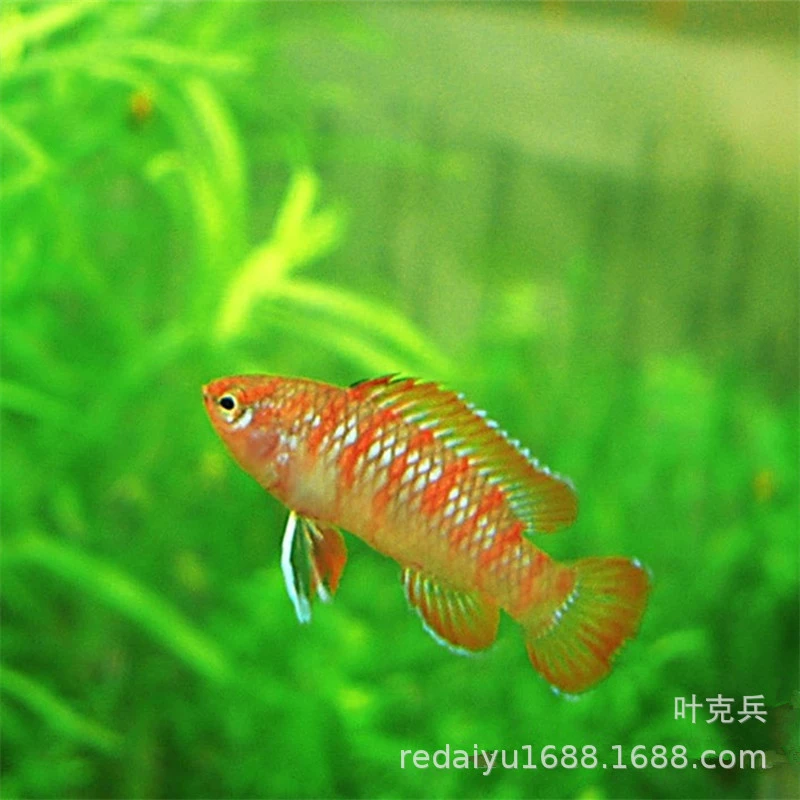 Тропические аквариумные рыбы оптом рыба Хамелеон рыба