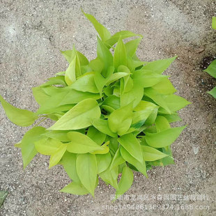 ����ֱ�����l�S���A180#���~�G�}���Խ��~�Gֲ�^�p�����辰