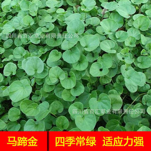 �R���N�ӾG�����Ѳ��޼�������ƺ���ӵ�·���B�;G�o�²ݷN